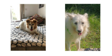 Controlli in materia zoofila e lotta al randagismo da parte della Polizia Locale di Strongoli