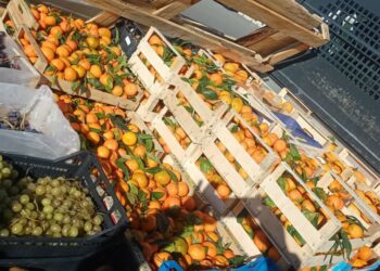 Crotone, la Polizia sequestra 600 kg di prodotti ortofrutticoli: saranno devoluti in beneficenza