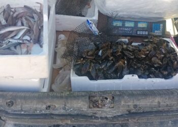 Isola Capo Rizzuto: Vendeva pesce per strada senza autorizzazione, scatta sequestro e multa