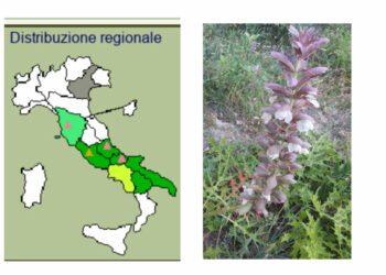 L’Acanthus spinosus L. (Acanthaceae) rinvenuta per la prima volta in Calabria in particolare a Cirò