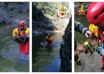 Verzino, cane disperso da due giorni: salvato dai Vigilii del Fuoco di Cirò Marina