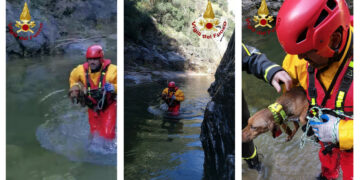 Verzino, cane disperso da due giorni: salvato dai Vigilii del Fuoco di Cirò Marina
