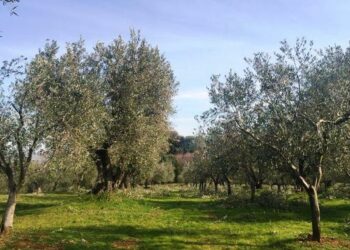 Politica Agricola comune: minori risorse per il settore olivicolo