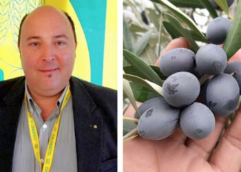 Campagna olivicola in corso, si rischia la crisi finanziaria