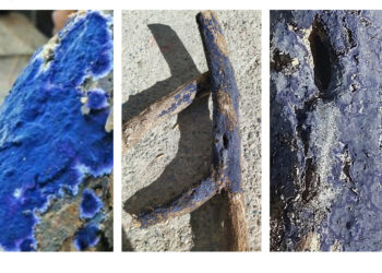 Cirò, rinvenuto un antibiotico naturale nel sottobosco cirotano “ll Lichene blu”