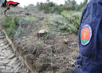 Crucoli, tagliati abusivamente 870 piante di alberi di Pino d’Aleppo