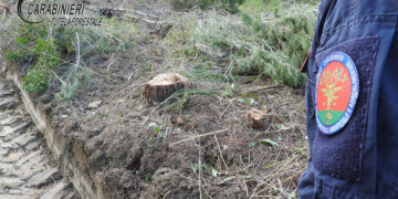 Crucoli, tagliati abusivamente 870 piante di alberi di Pino d’Aleppo