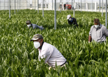 Coldiretti, vaccini over 50: in Calabria obbligo nei campi per circa 25mila lavoratori, Sos raccolti e produzioni agricole