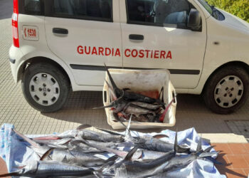 Sequestrati dalla Guardia Costiera 17 esemplari di pesce spada allo stadio giovanile, multa di 700 euro