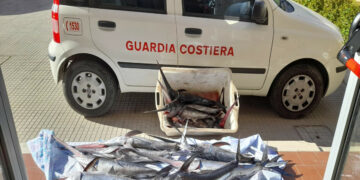 Sequestrati dalla Guardia Costiera 17 esemplari di pesce spada allo stadio giovanile, multa di 700 euro