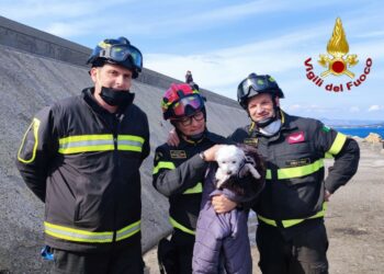 Cane intrappolato tra gli scogli del Porto di Crotone, salvato dai Vigili del Fuoco