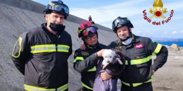 Cane intrappolato tra gli scogli del Porto di Crotone, salvato dai Vigili del Fuoco