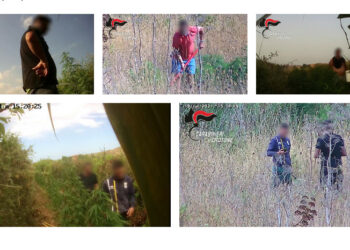 Crotone, coltivavano 4 piantagioni di marijuana: misura cautelare per 6 crotonesi