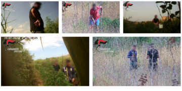 Crotone, coltivavano 4 piantagioni di marijuana: misura cautelare per 6 crotonesi