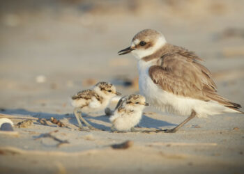 Crotone, il Circolo Ibis alla ricerca del Fratino!