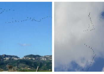 Uno stormo di Gru (Grus grus) provenienti dall’Africa dove svernano, volano sopra il cielo di Cirò