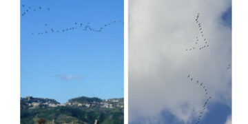 Uno stormo di Gru (Grus grus) provenienti dall’Africa dove svernano, volano sopra il cielo di Cirò