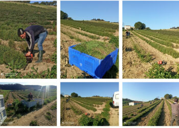 Gli aromi e le spezie di Calabria approdano e si propagano in Toscana grazie alle Aziende del Farmer’s Market di Crotone