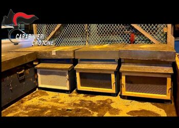 Mesoraca, trovati in possesso di 5 arnie di provenienza furtiva: 2 denunciati per ricettazione