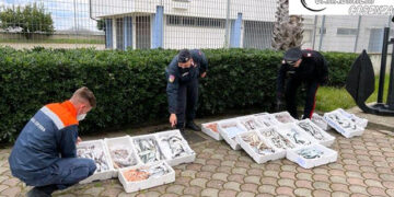 Sequestrati dai Carabinieri e dalla Guardia Costiera 105 kg di prodotto ittico a venditori ambulanti