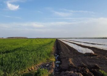 Guerra Russia-Ucraina, Confagricoltura: “prezzi lievitati a dismisura per agricoltori e allevatori”