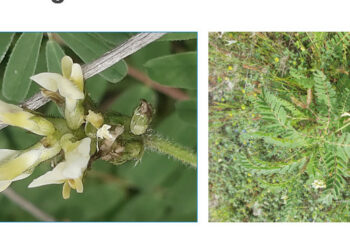 L’Area SIC delle Dune della Marinella di Cirò, si impreziosisce della presenza di un’altra pianta rara: l’Astragalus boeticus