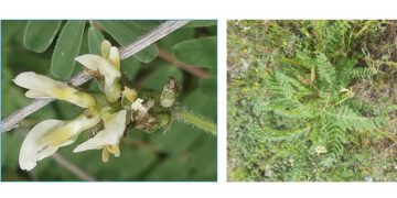 L’Area SIC delle Dune della Marinella di Cirò, si impreziosisce della presenza di un’altra pianta rara: l’Astragalus boeticus
