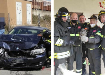 Due interventi dei Vigili del Fuoco di Petilia Policastro: salvano gufo finito nella canna fumaria e in soccorso incidente stradale