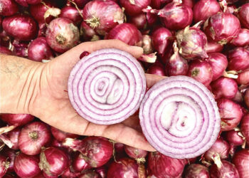 Prende il via il festival della Cipolla rossa di Tropea Calabria Igp “la tropea experience”