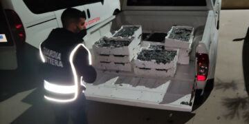 Viaggiava in auto sulla SS106 con 150kg di “bianchetto”, sequestro e multa di 10mila euro dalla Guardia Costiera di Crotone