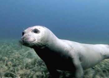 Avvistata foca monaca nelle acque dell’Area Marina Protetta Capo Rizzuto