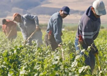 Coldiretti Calabria: l’ingresso dei lavoratori stranieri è un percorso ad “ostacoli” ed in Calabria mancano almeno 2 mila lavoratori stagionali