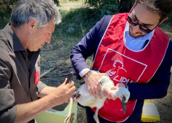 Michele Grande (Lega): “adotta un piccolo di Cicogna, iniziativa  promossa da LIPU Rende”