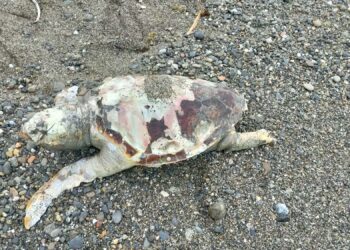 Rinvenuta una Tartaruga Caretta caretta sulla spiaggia del litorale di Cirò Marina