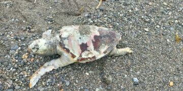 Rinvenuta una Tartaruga Caretta caretta sulla spiaggia del litorale di Cirò Marina