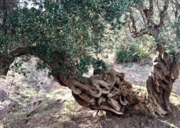 Consegnate pergamene ai vincitori del concorso “l’ulivo più bello del territorio” indetto dal Circolo Legambiente Nicà