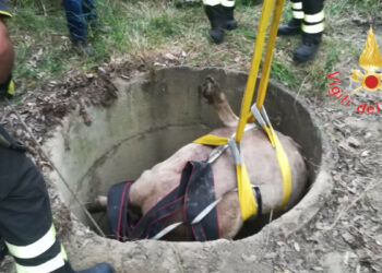 Smarrito vitello e ritrovato dopo 5 giorni in un pozzo, salvato dai Vigili del Fuoco