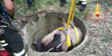 Smarrito vitello e ritrovato dopo 5 giorni in un pozzo, salvato dai Vigili del Fuoco