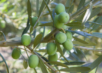 Le cultivar calabresi, le migliori varietà secondo il Consorzio di Tutela dell’Olio di Calabria IGP