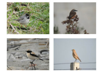 Cirò Marina, una primavera da record di avvistamenti di specie rare a Punta Alice