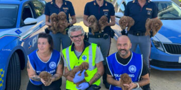 La polizia ha salvato 10 barboncini destinati al mercato nero