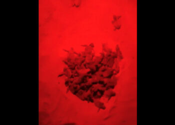 Crotone, nate 70 “caretta caretta” sulla spiaggia alla foce del fiume Neto in zona Gabella – VIDEO