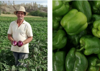 “Verde Mediterraneo” il peperone di Salvatore Pettinato rievoca il verde brillante del mar Ionio ed il verde intenso delle piante di Calabria