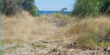 Cirò, Cinghiali frenano la crescita di una pianta aliena molto invadente che sta letteralmente ricoprendo le dune della Marinella