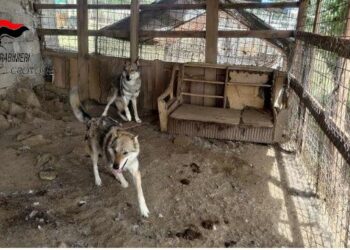 Sequestro di canile abusivo a Caccuri: intervento dei Carabinieri sventa gesto estremo del proprietario