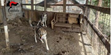 Sequestro di canile abusivo a Caccuri: intervento dei Carabinieri sventa gesto estremo del proprietario