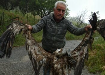 Avvoltoio ritrovato morto in provincia di Crotone: carcassa analizzata per chiarire le cause del decesso