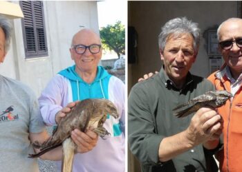 Cirò Marina, specie rare in salvo: cittadini salvano un succiacapre e una poiana in difficoltà