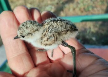 Dopo quarant’anni, il fratino torna a nidificare a Punta Alice: un segnale di speranza minacciato dai fuoristrada