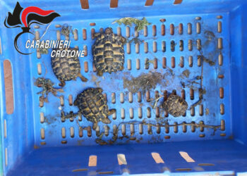 Isola Capo Rizzuto, servizio coordinato dei Carabinieri: sequestrato un importante reperto archeologico e 4 tartarughe protette, due le persone denunciate a piede libero
